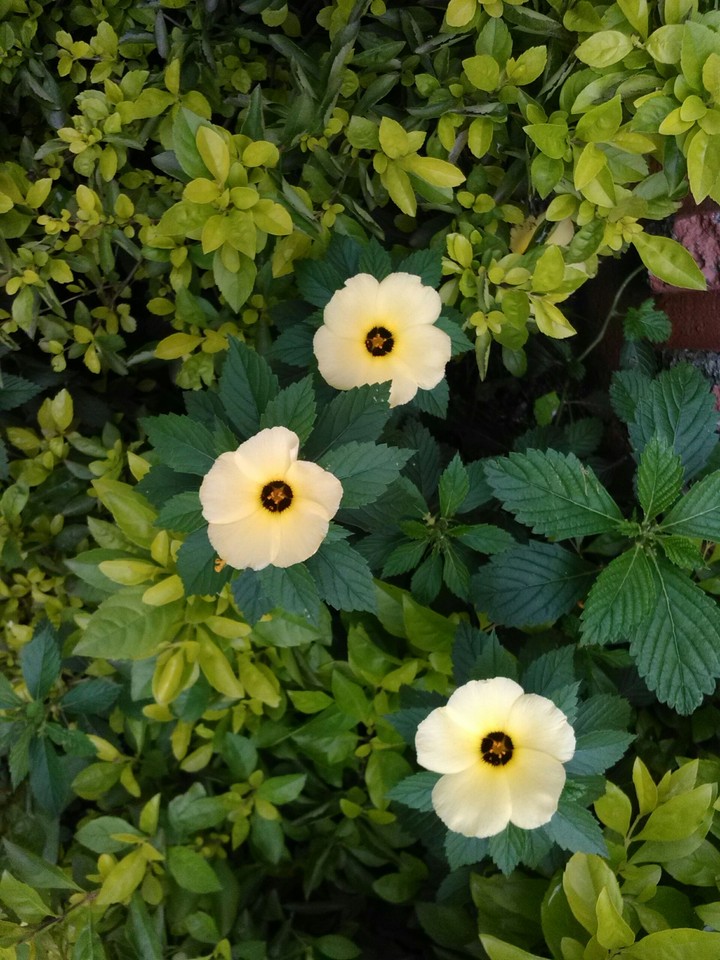 florecer