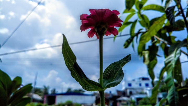 FLOWER