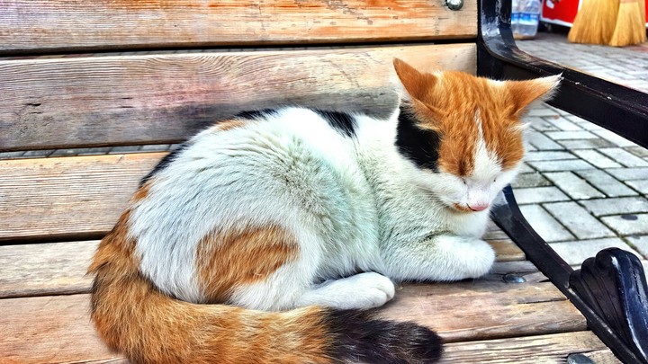 cat