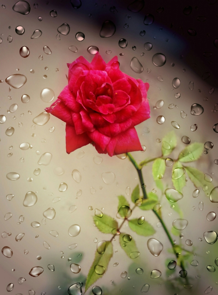 Rose