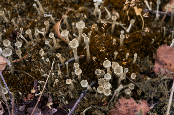 moss