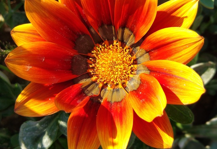 yellow flower