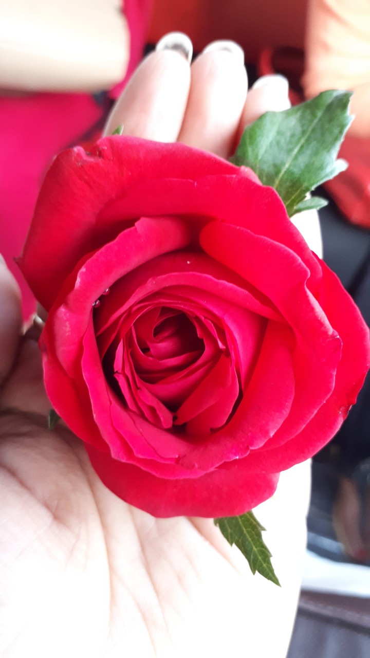 Rose