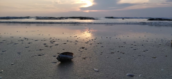 shell on the beach