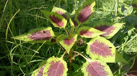 tapety plant, beauty