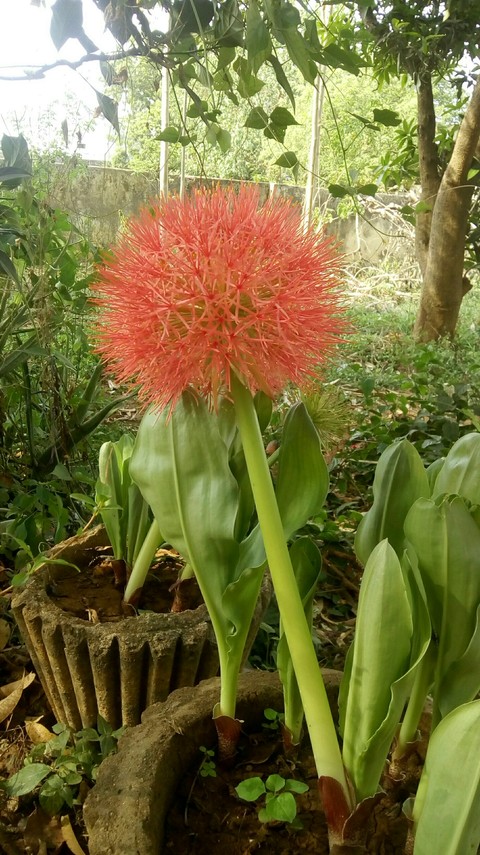 may flower