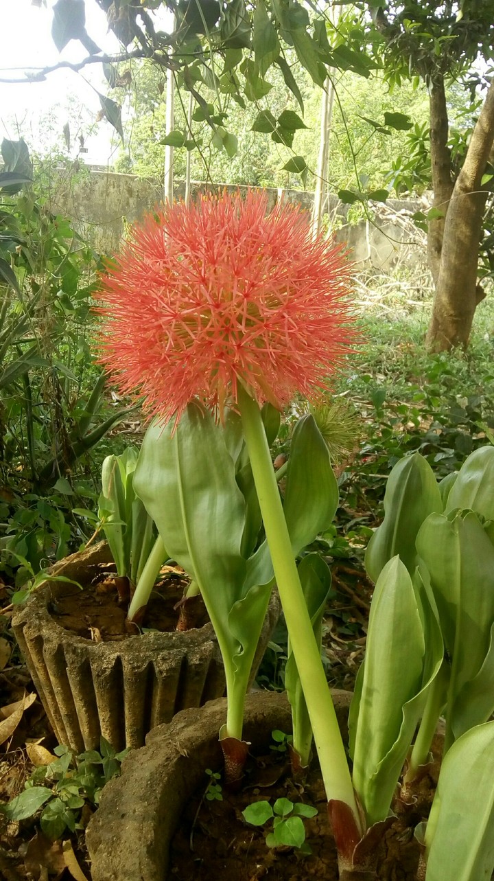 may flower