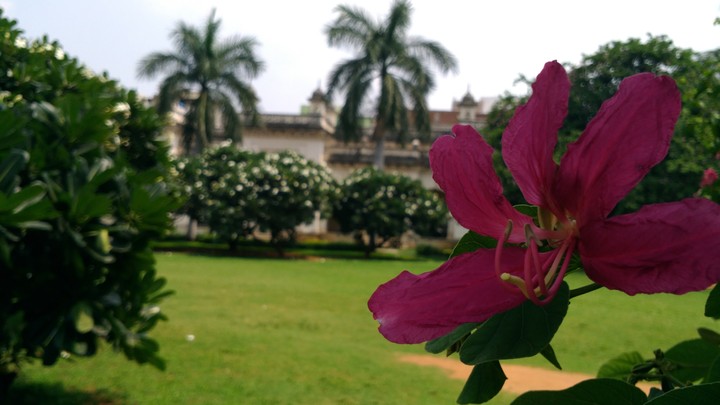 Pink palace