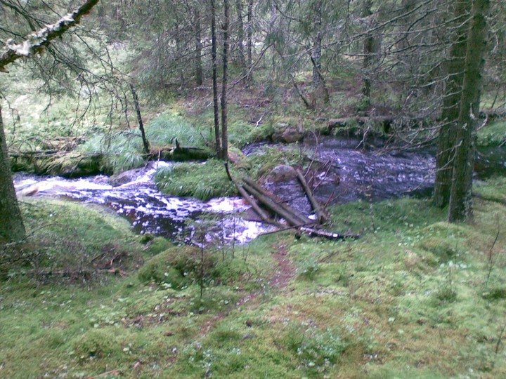creek in the forrest