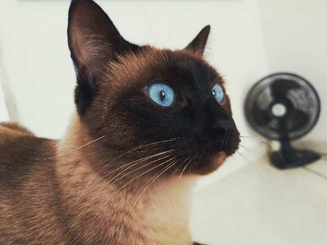 cat