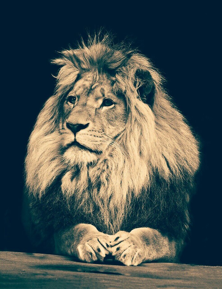 Lion