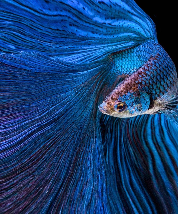 betta