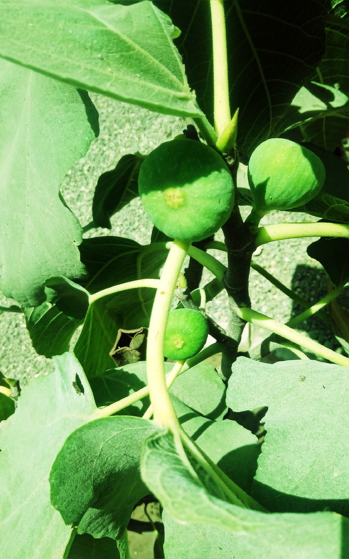Common fig plant
