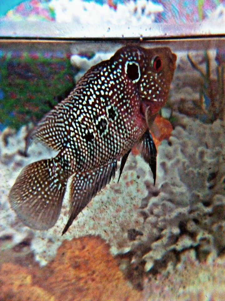 flower horn fish