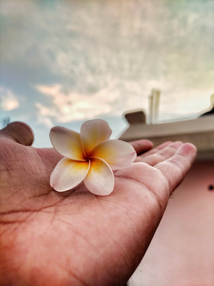 flower