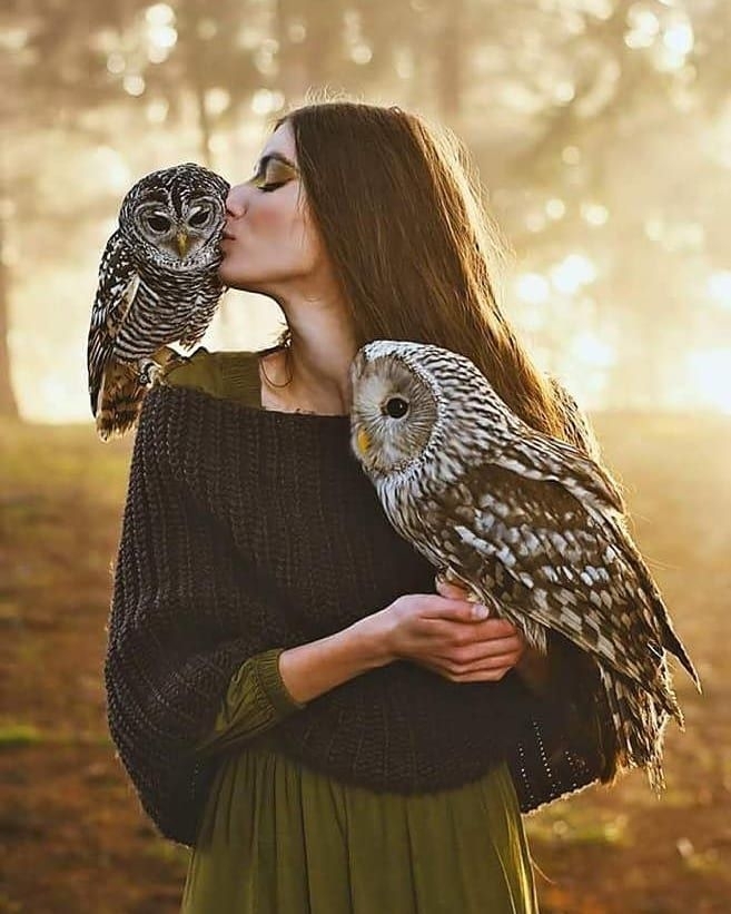 cute owls