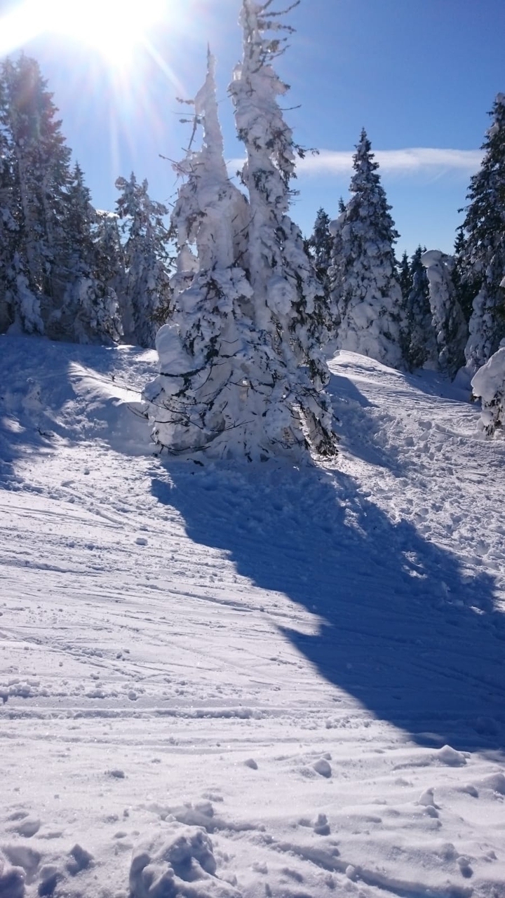 Snowtree