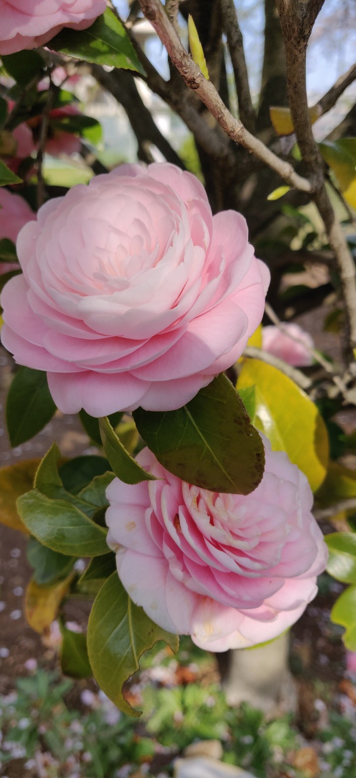 rose