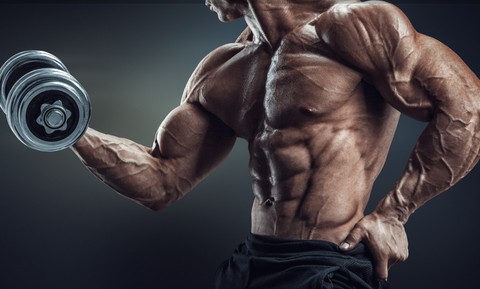 muscles