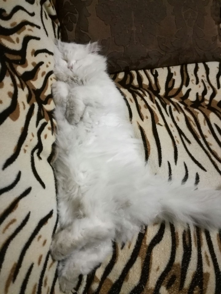 kitty cat