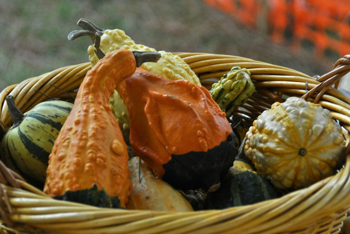 gourds