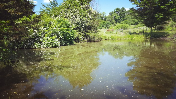 pond