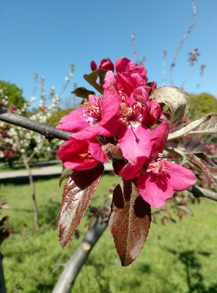 Flower