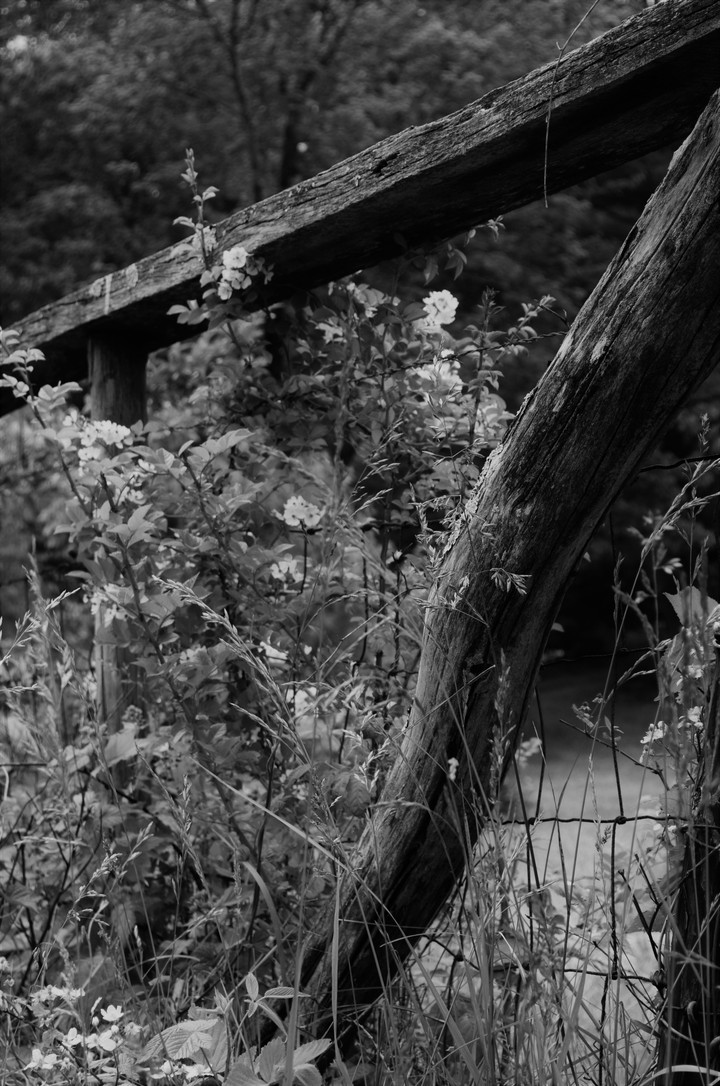 blackberry fence