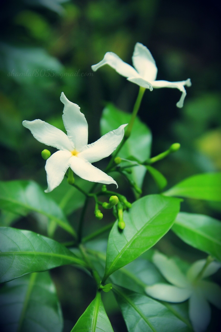 star flower