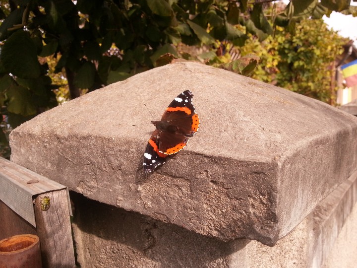 butterfly