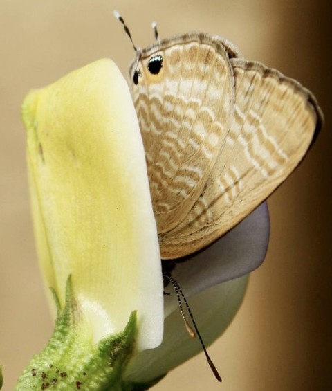 fonds d'écran insect, arthropod