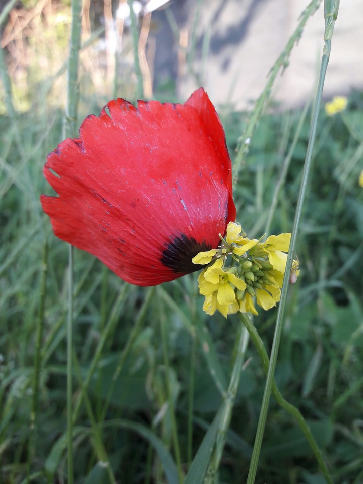 flowers