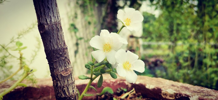 cute flowers
