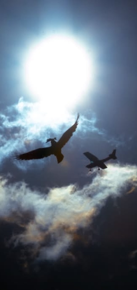 Bird and plane