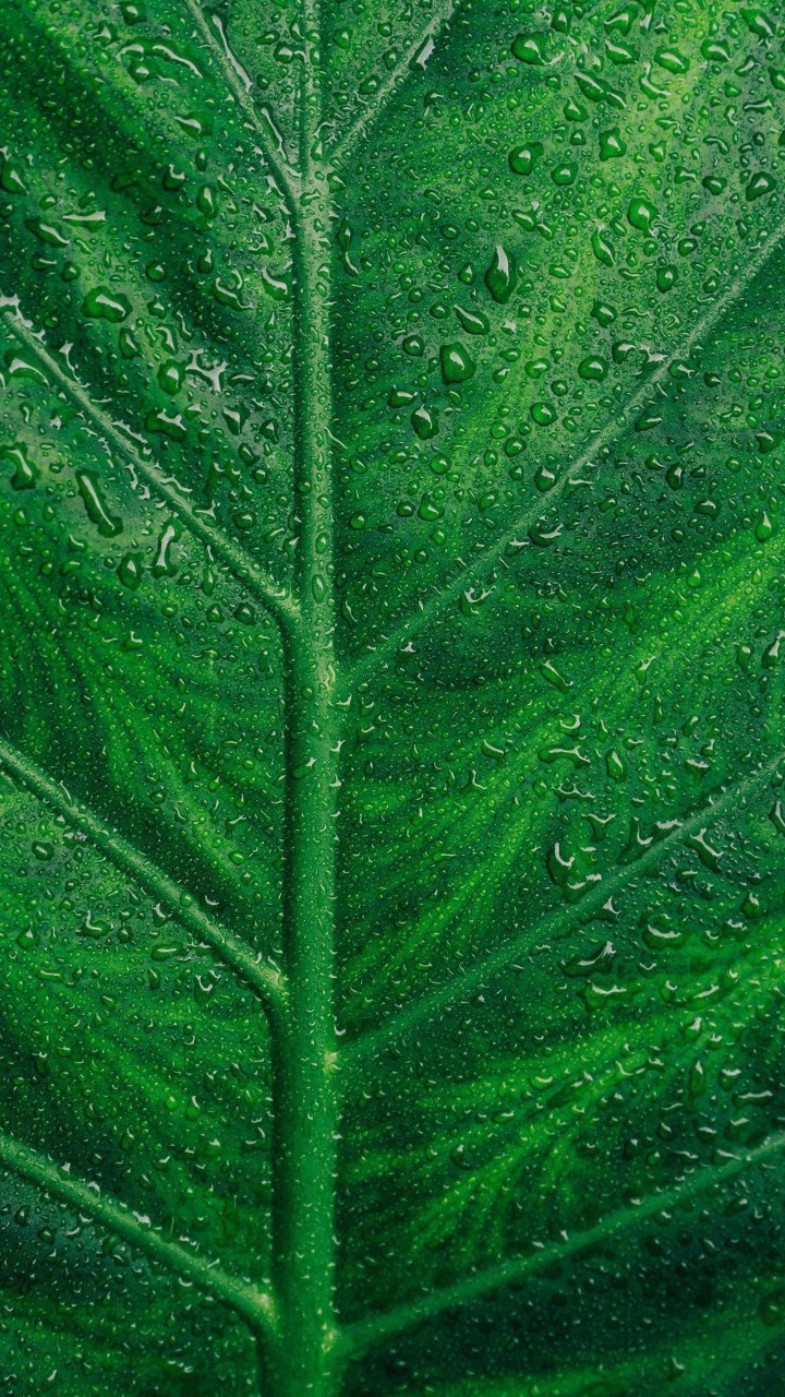 leaf
