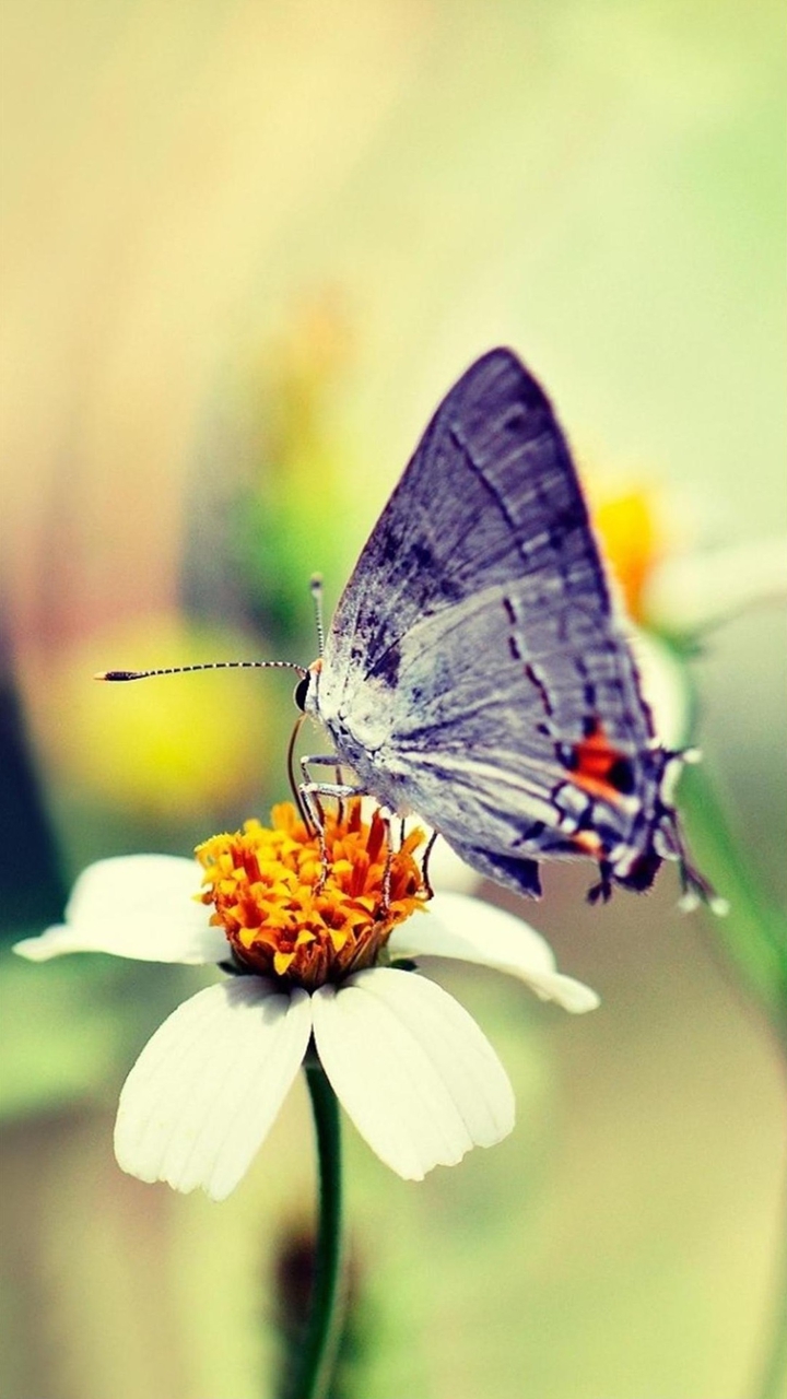 butterfly