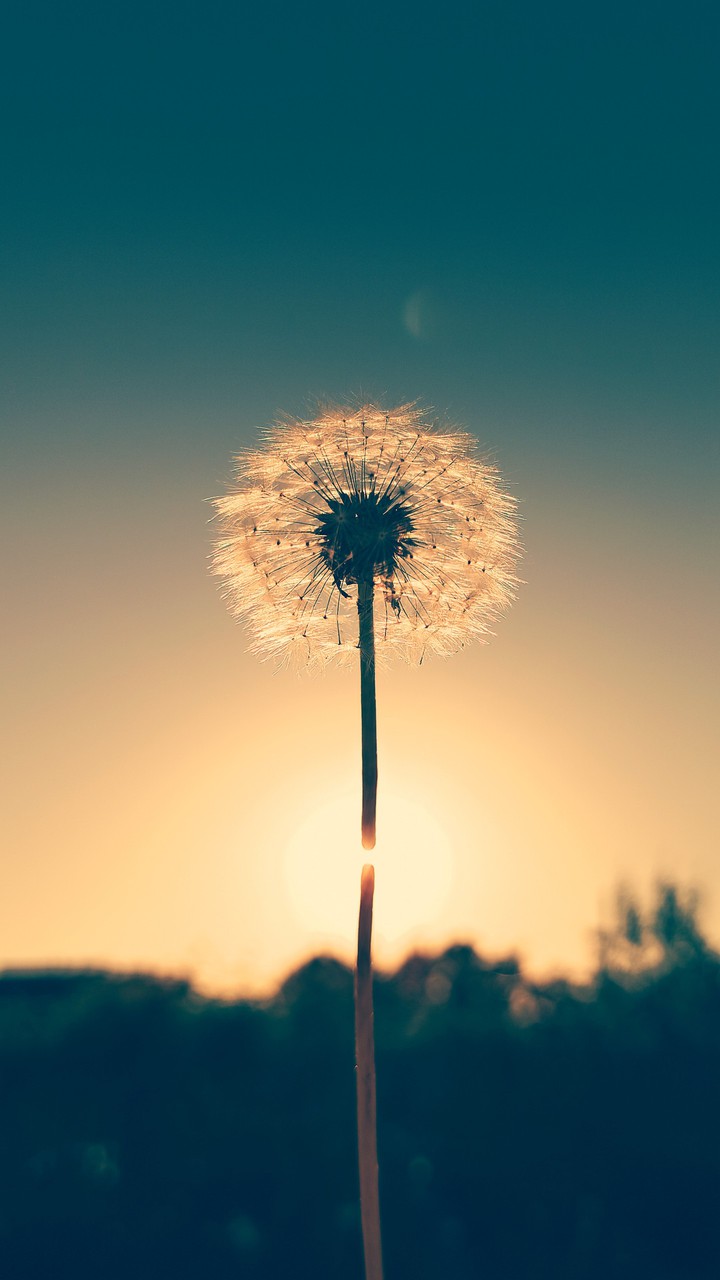 Dandelion