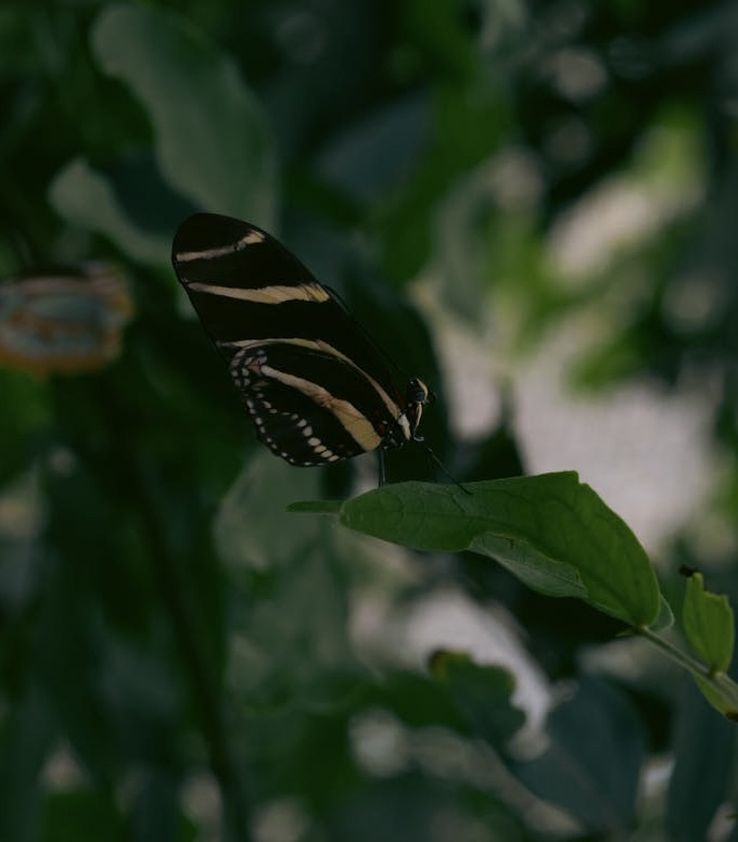 тапети pollinator, wing