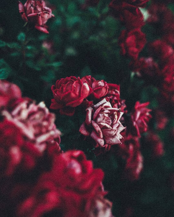 Beautiful roses