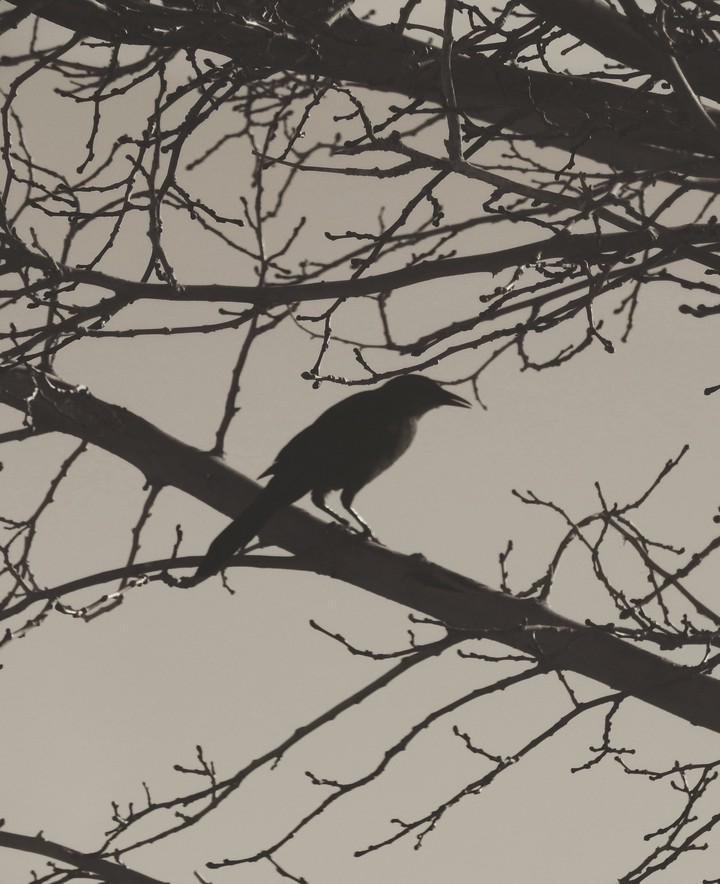 bird