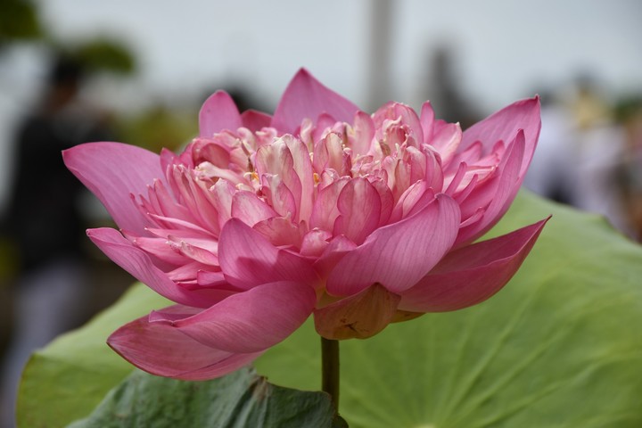 lotus