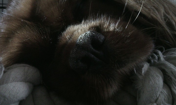 love a dog