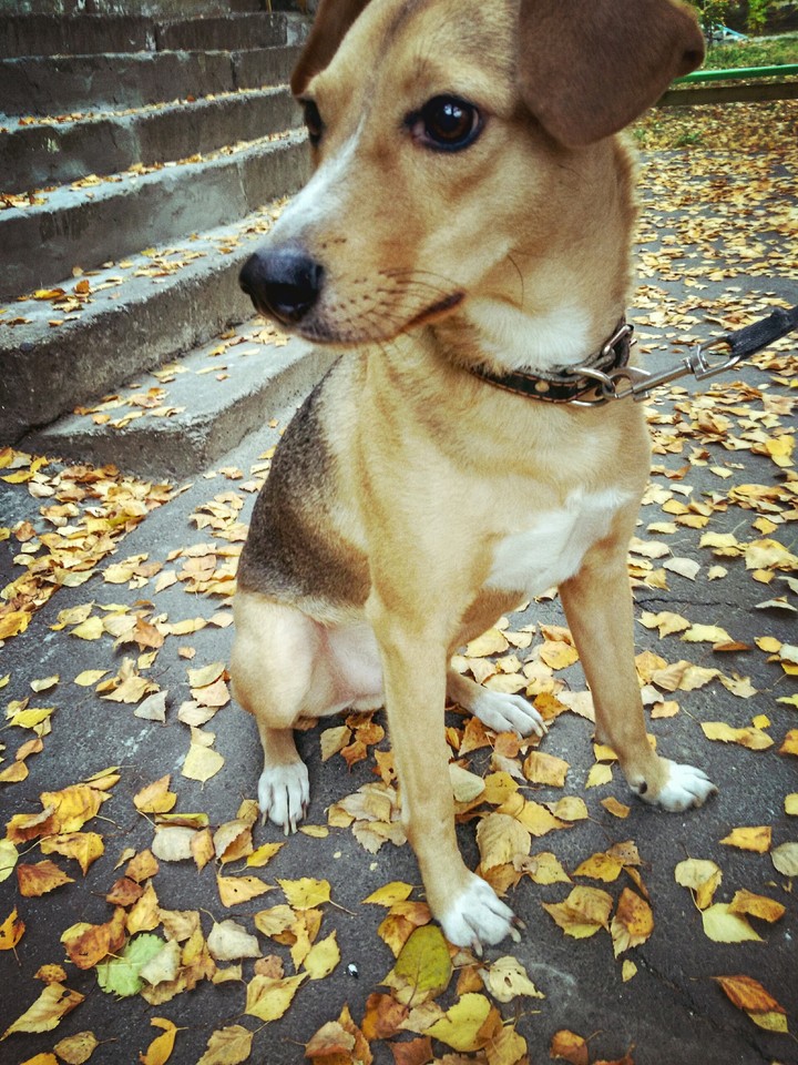 мой ченя