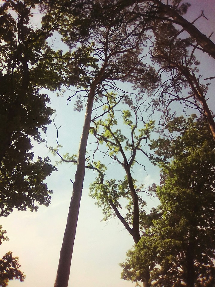 wallpaper