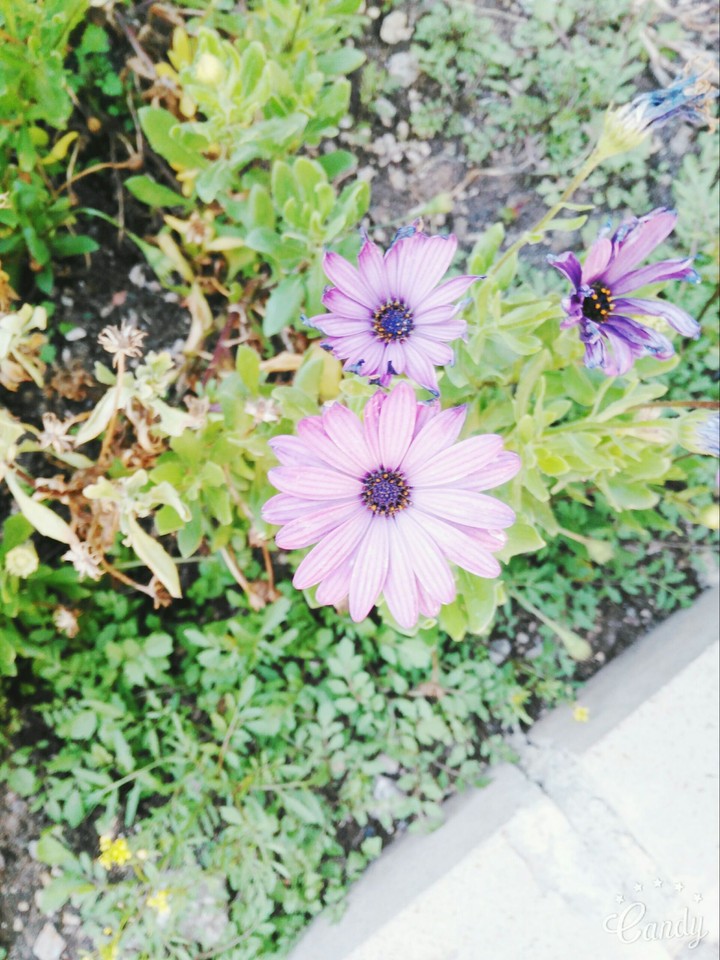 purple flowers
