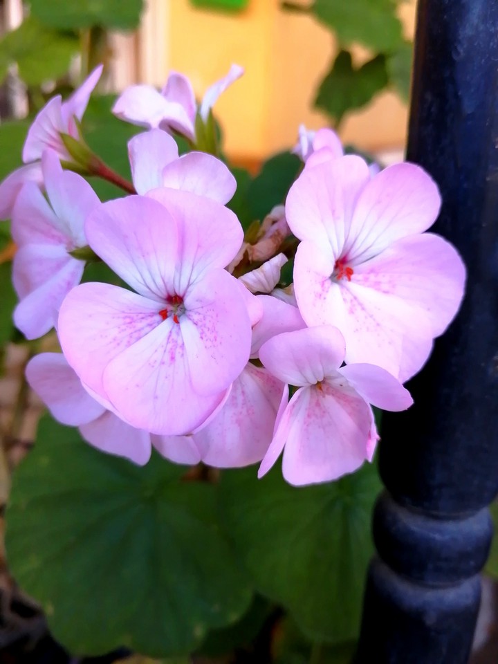 Pink Geranium