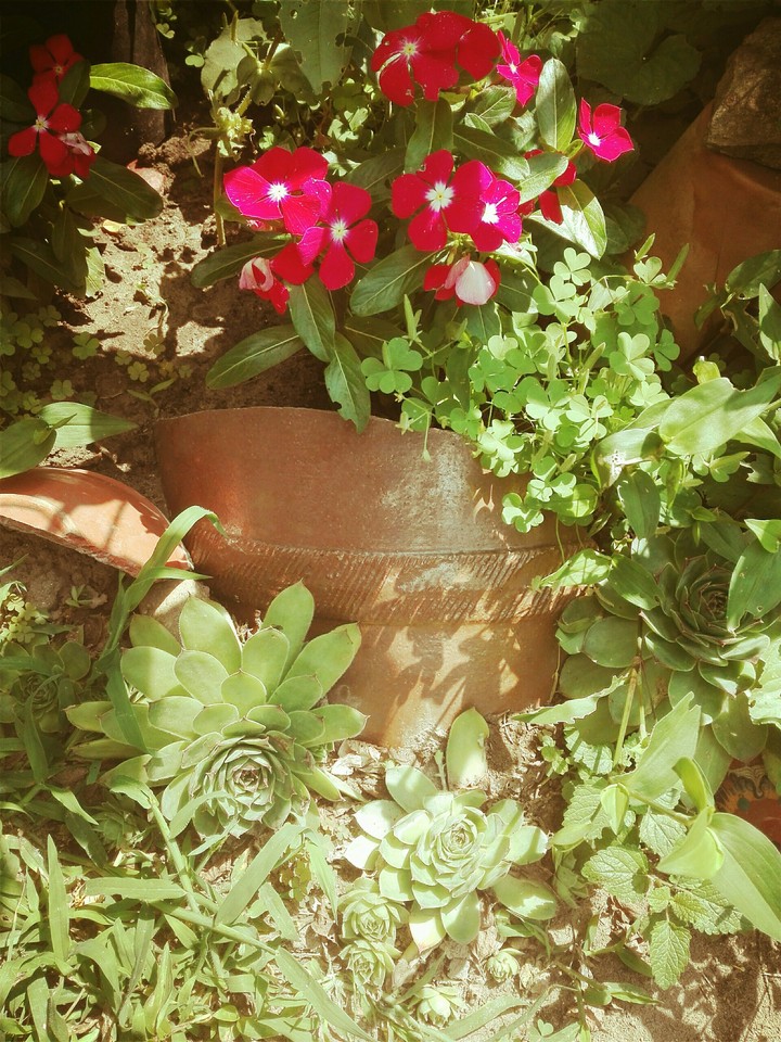 Mini garden