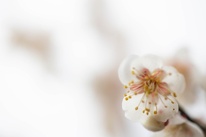 Plum blossom