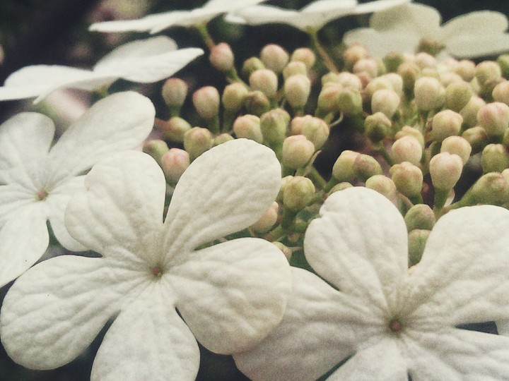 #flowers