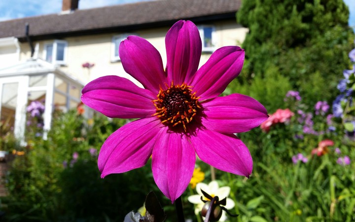 A flower (i haven't got a clue what it's called)
